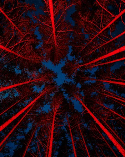 Troncos de árboles iluminados de rojo vistos desde abajo, contra un cielo nocturno estrellado