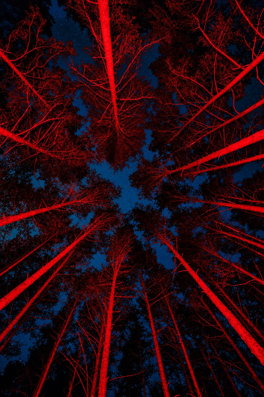 Troncos de árboles iluminados de rojo vistos desde abajo, contra un cielo nocturno estrellado